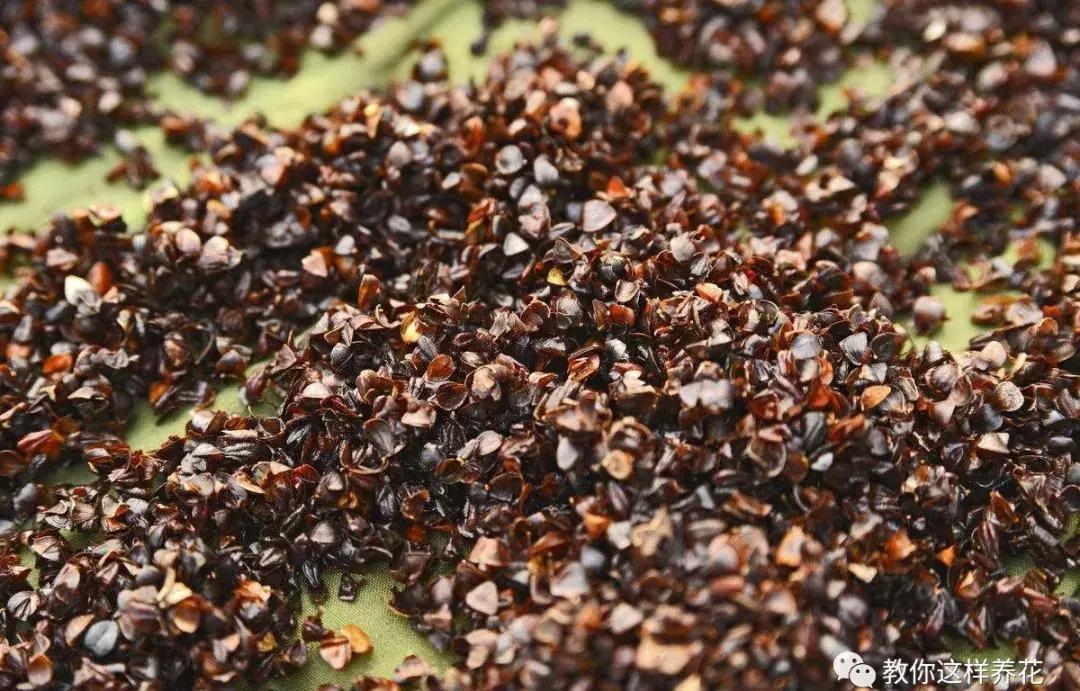 枕头芯掏1把扔盆里，透气不烂根，绿萝吊兰越长越疯，越长越旺