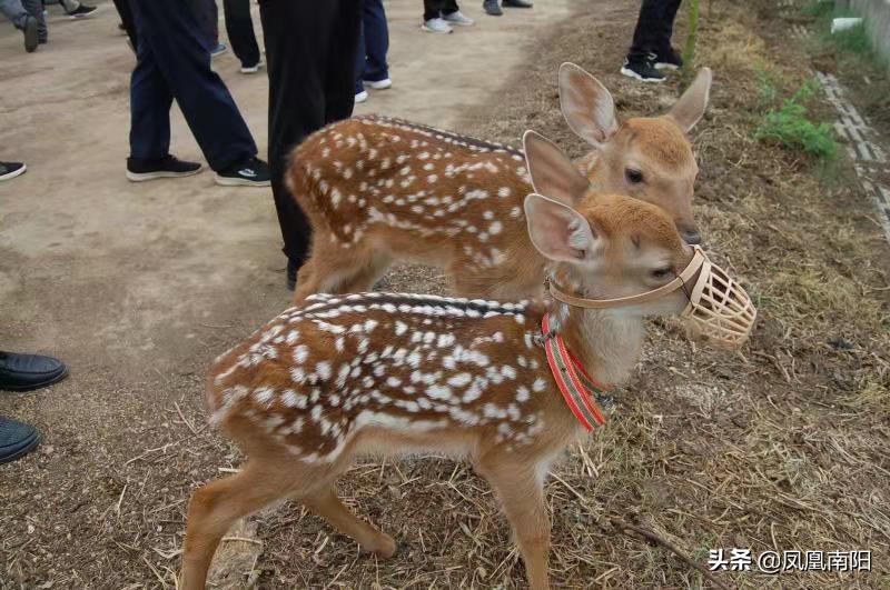 丁长伟梅花鹿养殖,邓州市丁长伟梅花鹿养殖有限公司