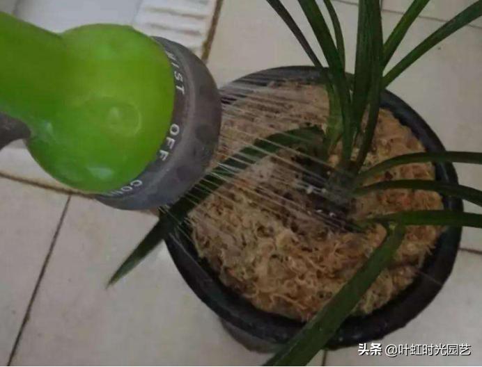 蝴蝶兰花尖的小花苞蔫了怎么回事,兰花缓苗期已完成怎么办