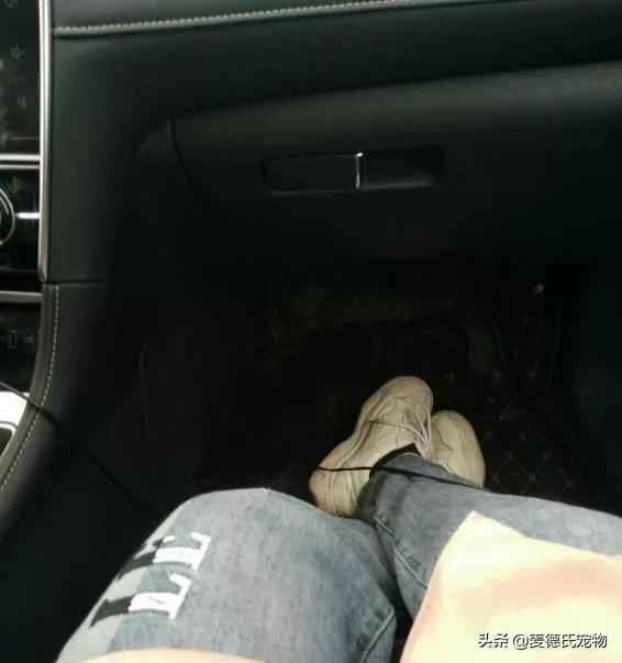 养狗真实感受图片,养狗黑的好还是黄色的好