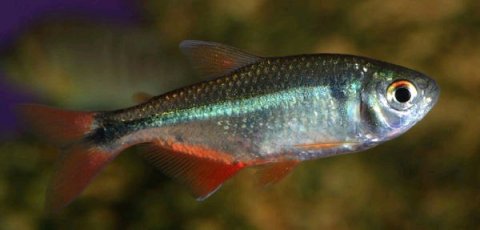 亚马逊魔鬼鱼,亚马逊食人鱼魔鬼鱼