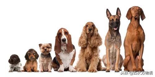 哪些动物没有生殖隔离,关于犬科动物生殖隔离