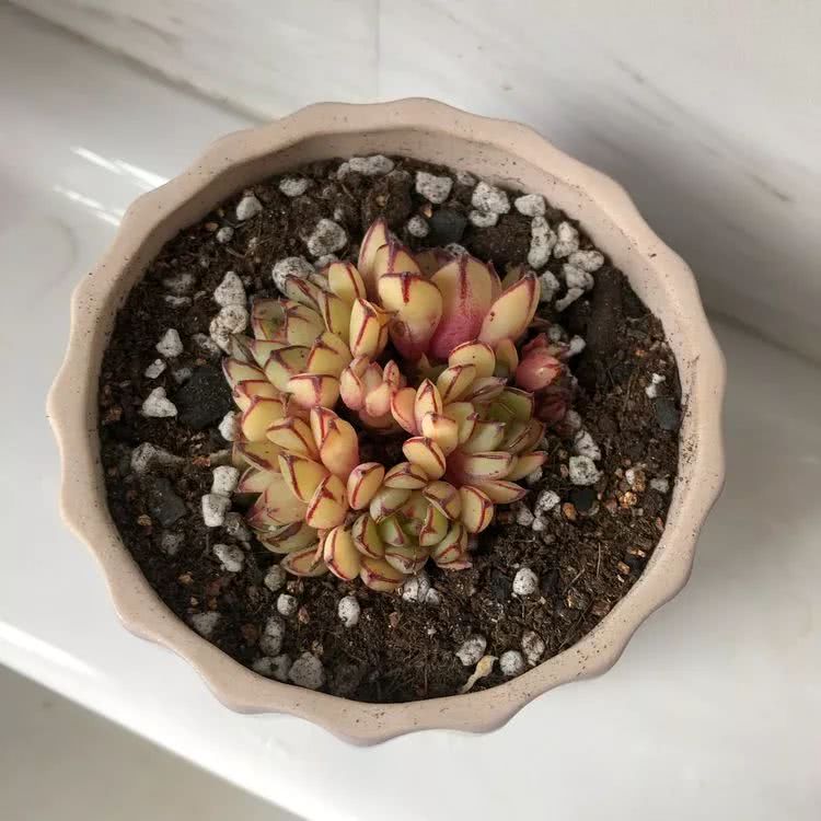 新手小白入坑多肉必看攻略,多肉新手入坑必备指南