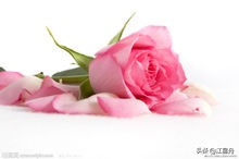 玫瑰的花语100句,一朵盛开的玫瑰花语