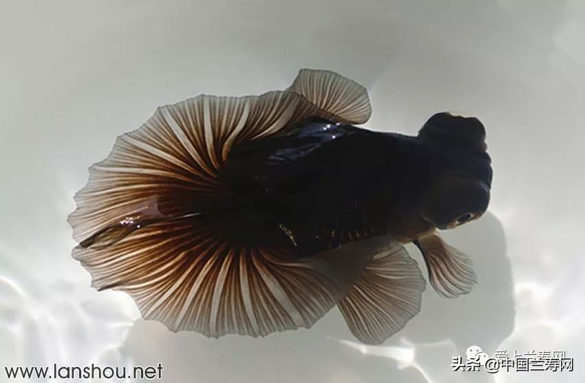 那些企图拿尾巴征服世界的金鱼们