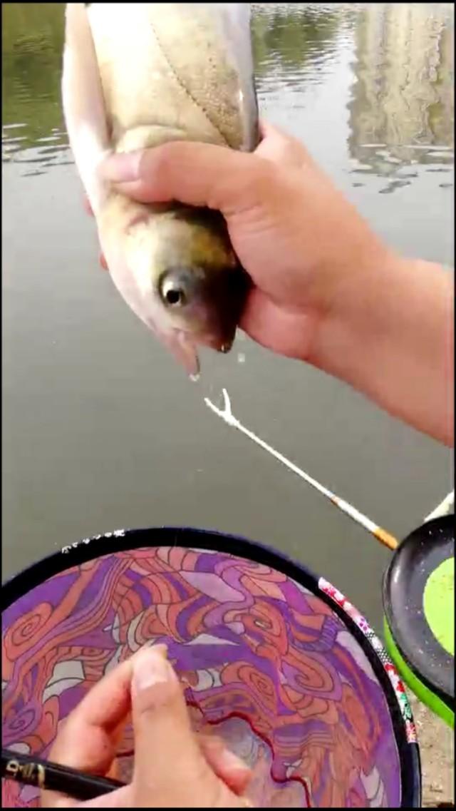 初春钓鲢鳙的4个诀窍,10月钓鲢鳙的方法和技巧