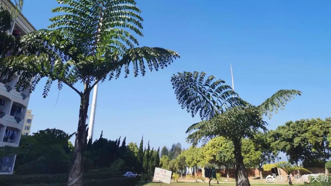 玉溪师范学院凤凰路134号乐队,玉溪师范学院的故事