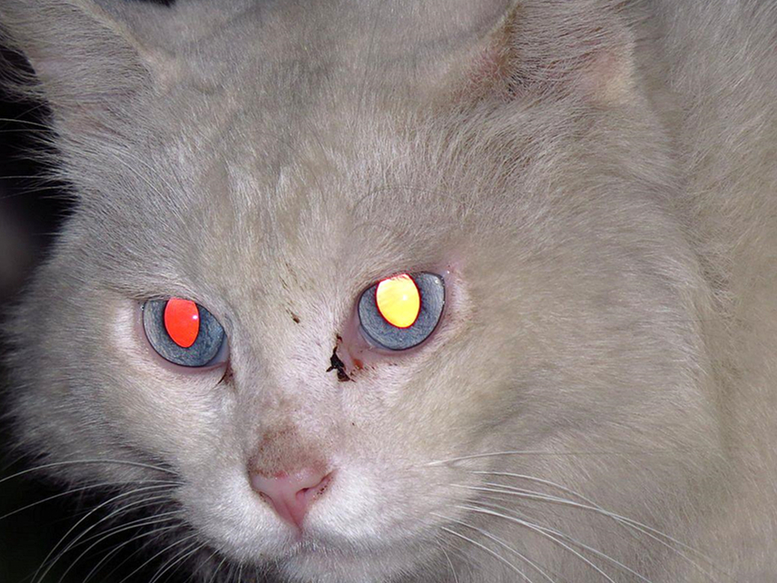 给猫拍照用闪光灯危害,给猫拍照会有什么后果