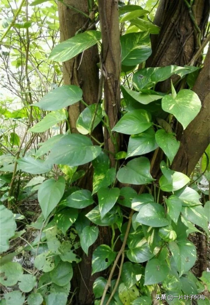 绿萝为什么叶子越来越小,绿萝为啥叶子越养越小