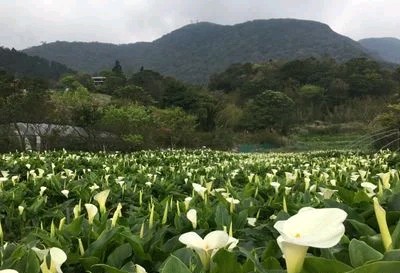 马蹄莲要醒花吗,马蹄莲一年开一次花