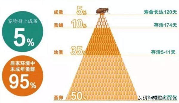 喵酱pk回放,喵酱与咬人猫