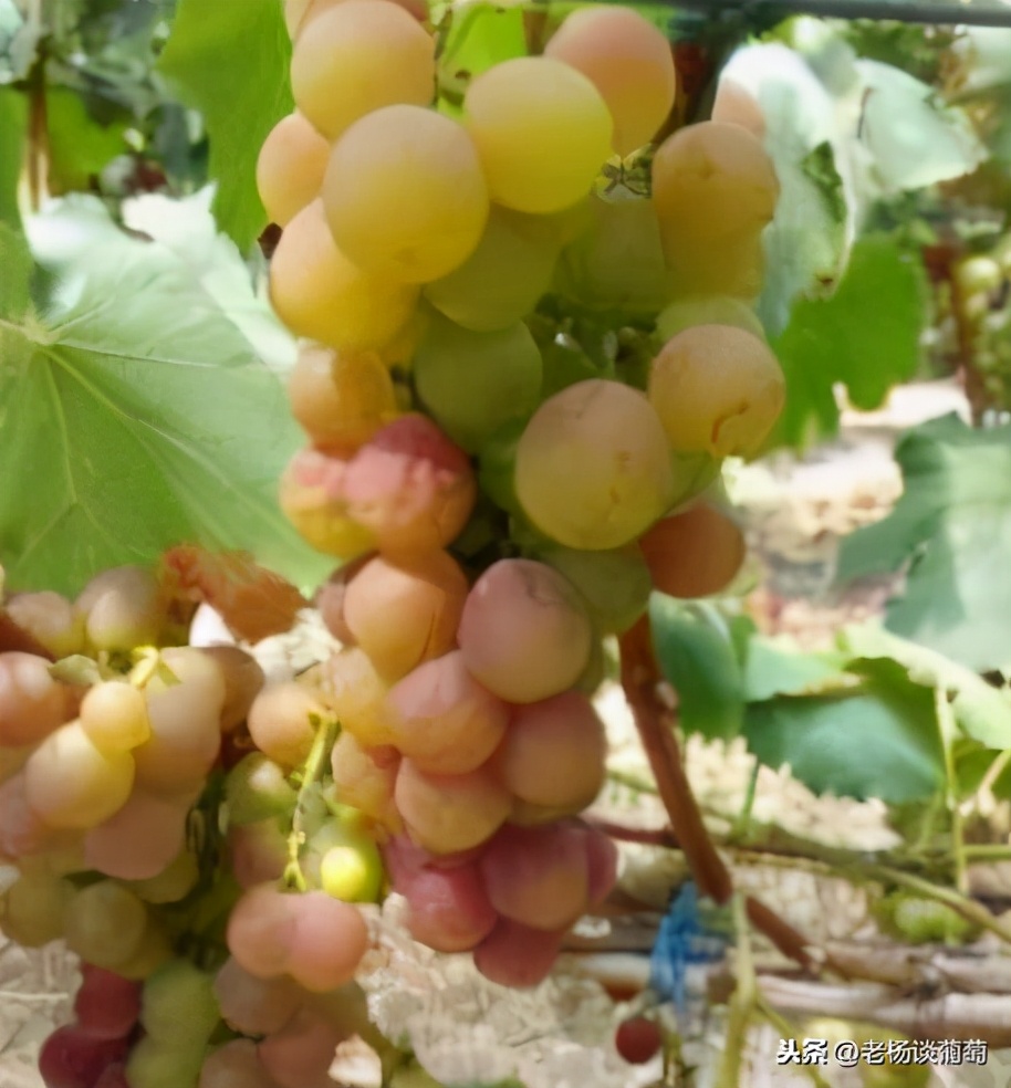 克瑞森葡萄硼肥的正确使用方法,克瑞森葡萄二次膨大用什么肥