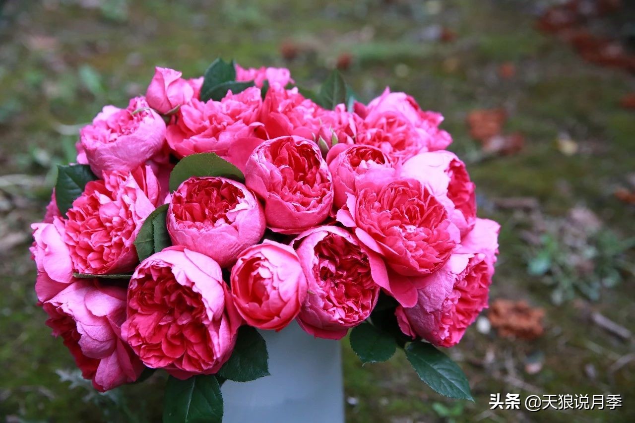 唤作「蔻丹」的月季，应该有怎样的风情？