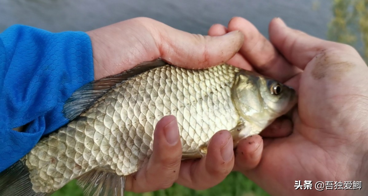 为什么大板鲫吃口很轻,大板鲫一般多少度吃口