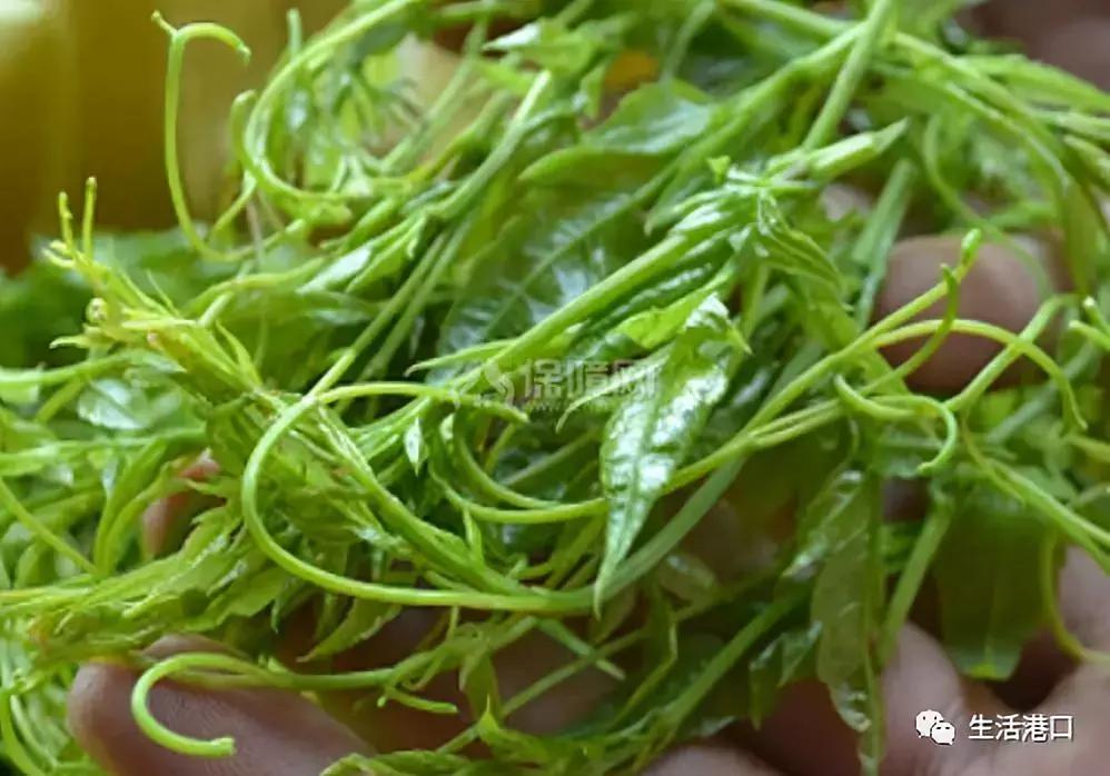 生活常识春茶,莓茶小知识