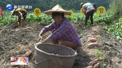 手慢无~南安官桥600亩曙光甘薯丰收啦
