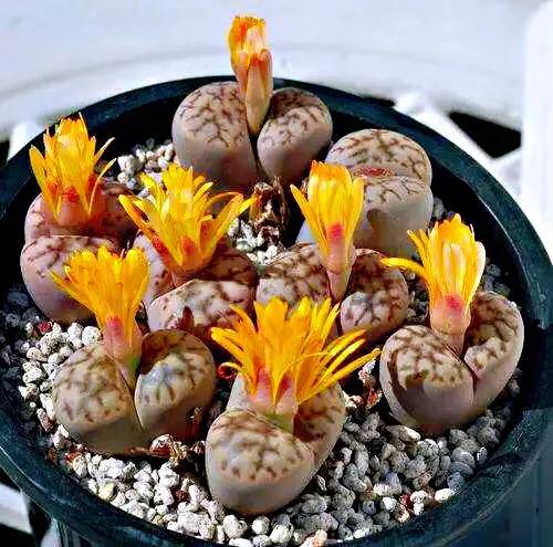 多肉生石花好看视频,多肉生石花开图