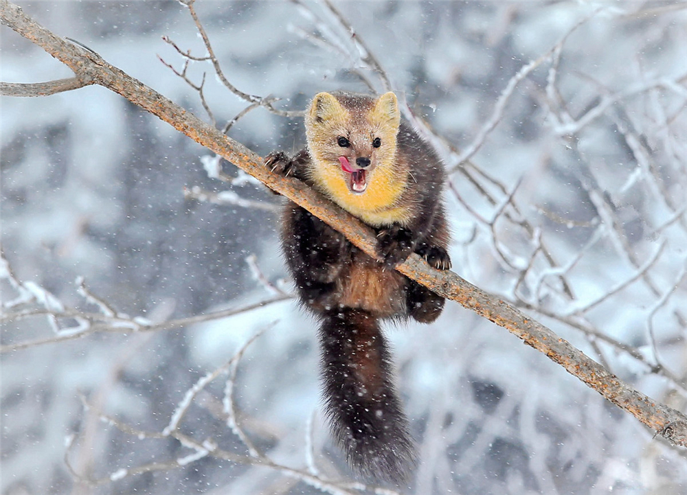 萌化延边发现珍稀紫貂,野生紫貂宝宝