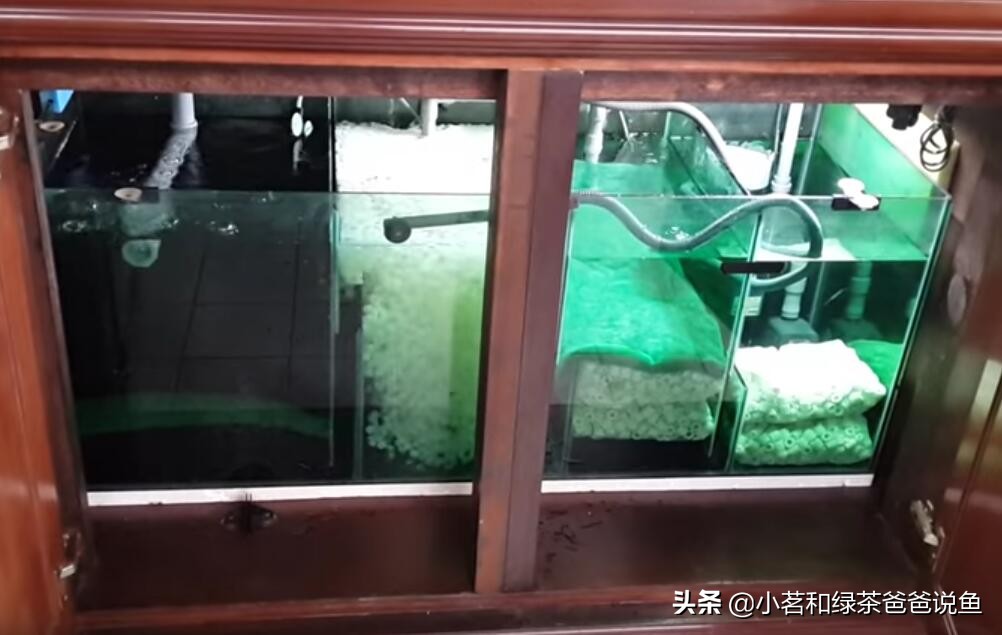 鱼缸免费培养硝化菌的方法,鱼缸硝化活菌系统快速建立