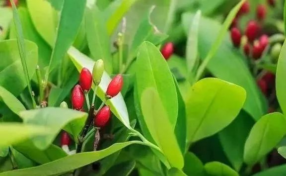 如何区分毒品原植物和普通植物,禁毒法所禁止种植的毒品原植物