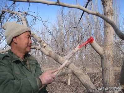日本封口胶盆景,80年代老桩盆景
