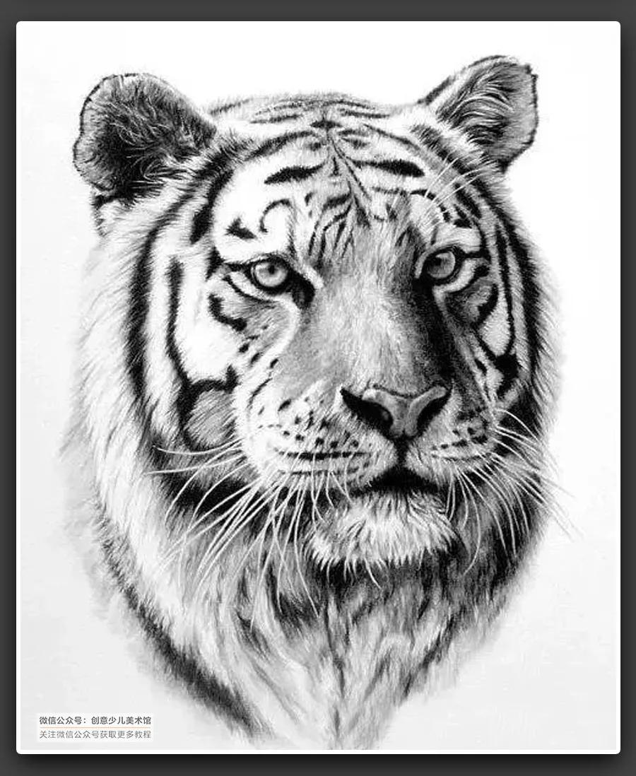 动物素描毛发细节教程,6-12岁儿童素描课程画动物