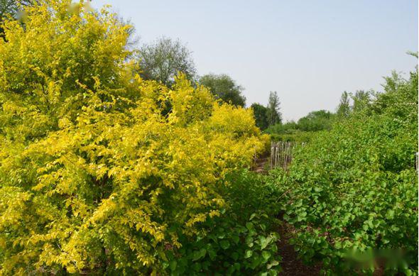 忻州花卉植物园,山西原平植物园