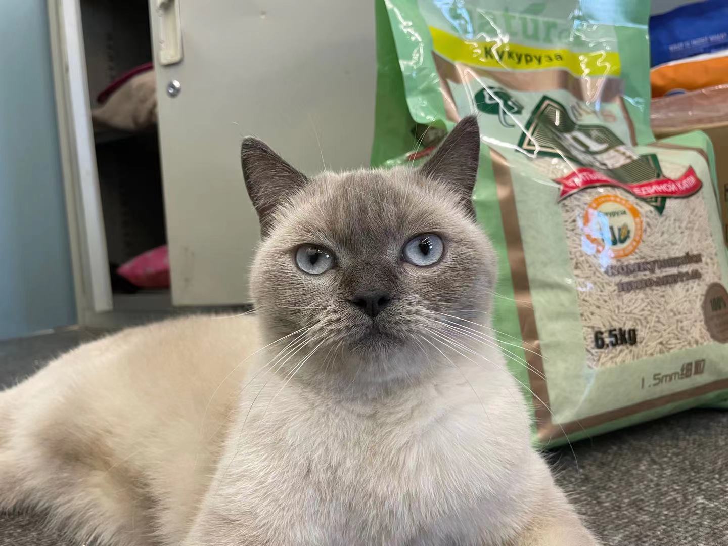 孟非:猫的屎放在咖啡里还能喝。“猫屎咖啡”真是猫咪拉的臭臭?