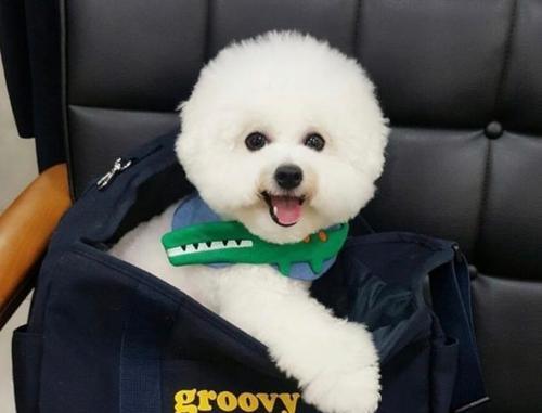 比熊犬怎么才能养好,比熊犬为什么不建议养泰迪