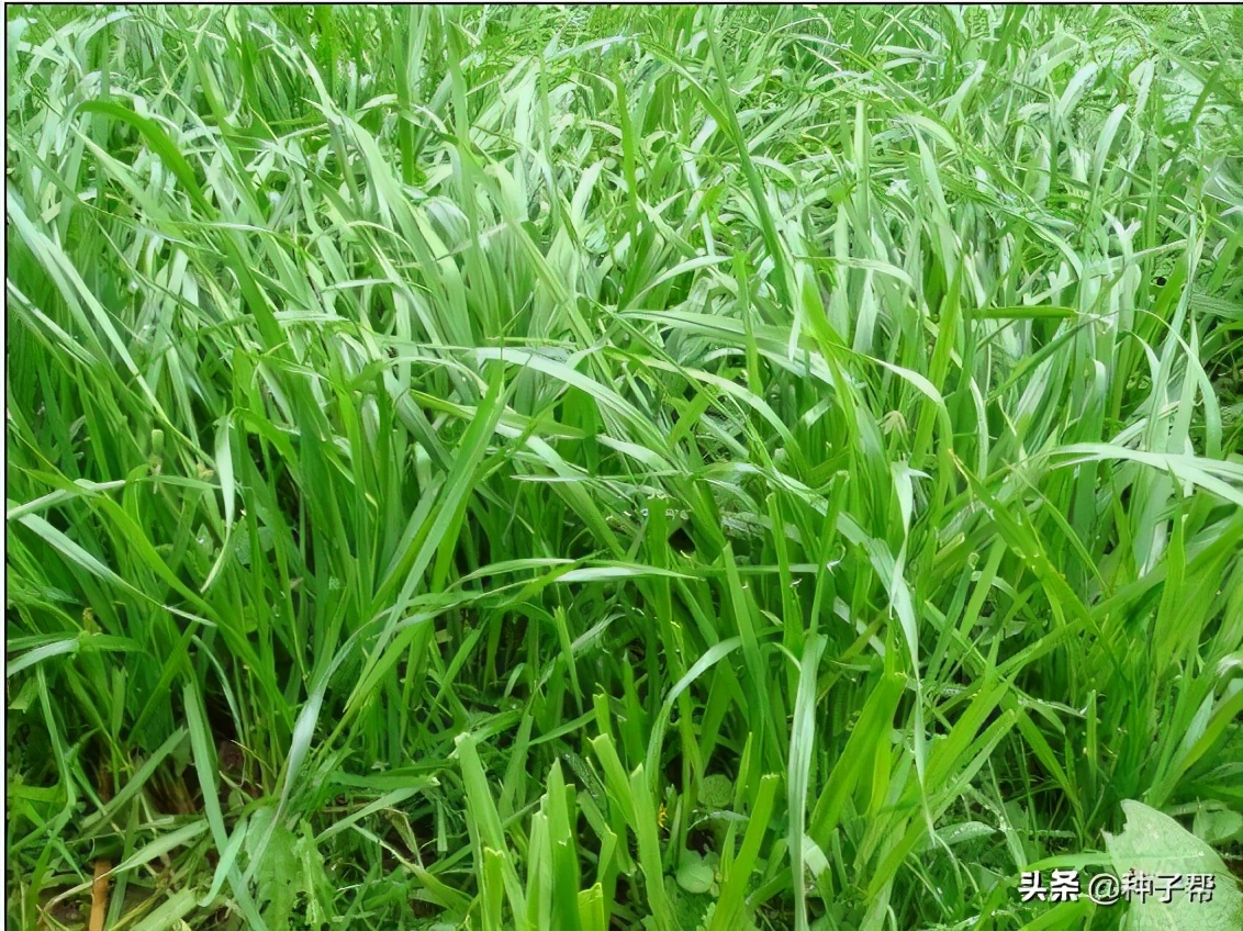 混播草坪哪种最好,什么草坪品种适合混播