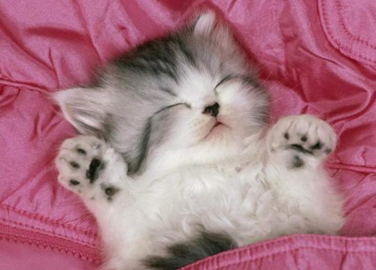 猫咪在被子上尿尿怎么纠正,猫咪报复性在地上拉屎咋办