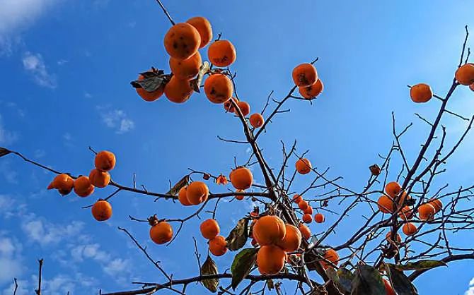 又是一年秋风起陈瑞完整版,又是一年秋风起动态曲谱