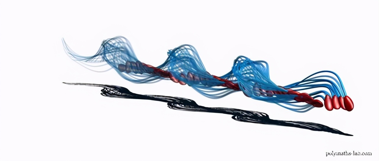 为什么精子会以蝌蚪的形式存在,科学家首次发现精子运动