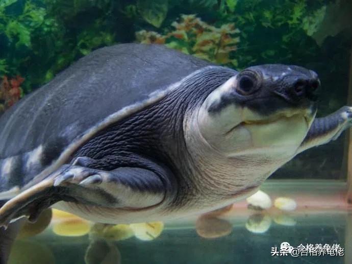 龟脖子咬伤用什么药,龟尾巴被咬伤了怎么处理