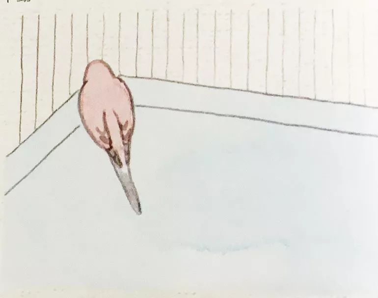 鹦鹉最害怕的四件事,鹦鹉看不见了是什么表现