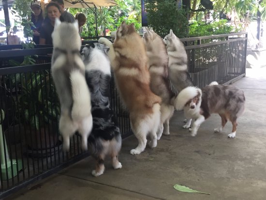 哈士奇犬为什么不建议养,哈士奇很难管教