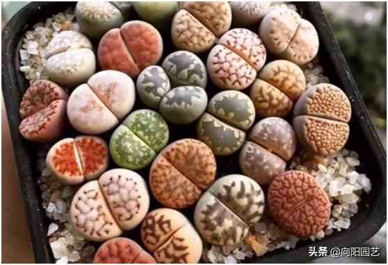 天价兰花怎么养护好呢视频,天价盆栽养殖方法