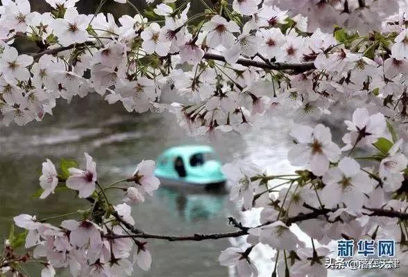 天津河北区桃花堤开了吗,天津看桃花的北运河桃花堤