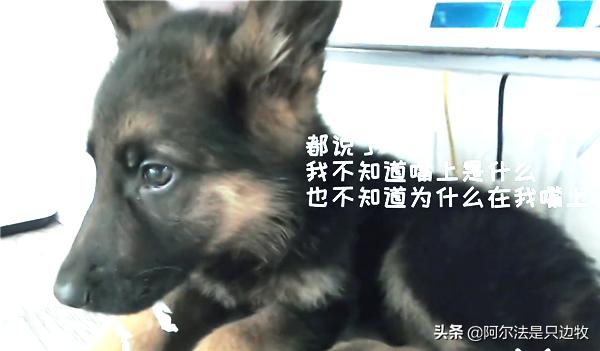 我可能对德牧有误解，有时它不过就是披着德牧皮囊的二哈