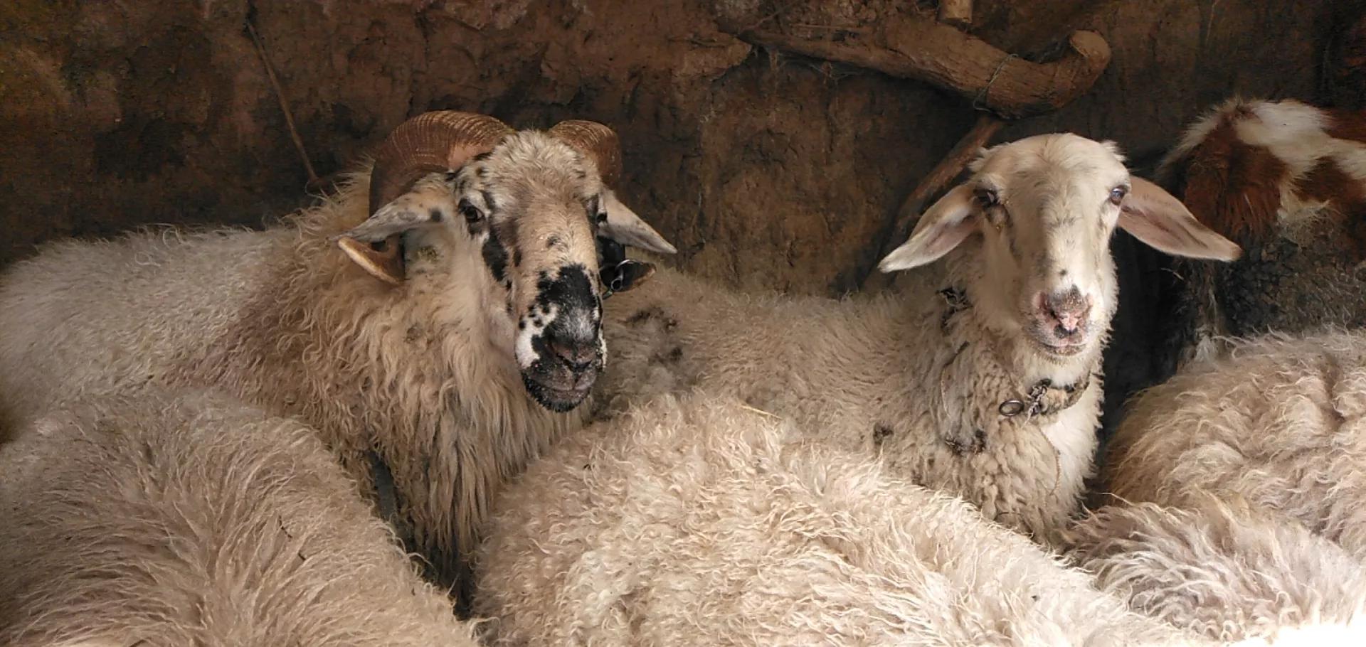 有基础的情况下养牛好还是养羊好,目前是养牛前景好还是养羊前景好