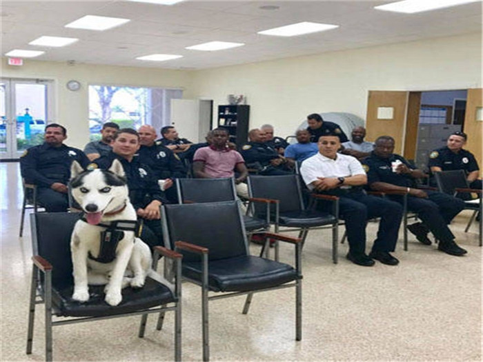 二哈当上警犬的视频,秃顶二哈真实经历