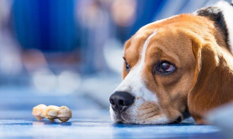 狗拉肚子好了又反复,奶狗拉肚子不吃饭哼哼叫怎么回事