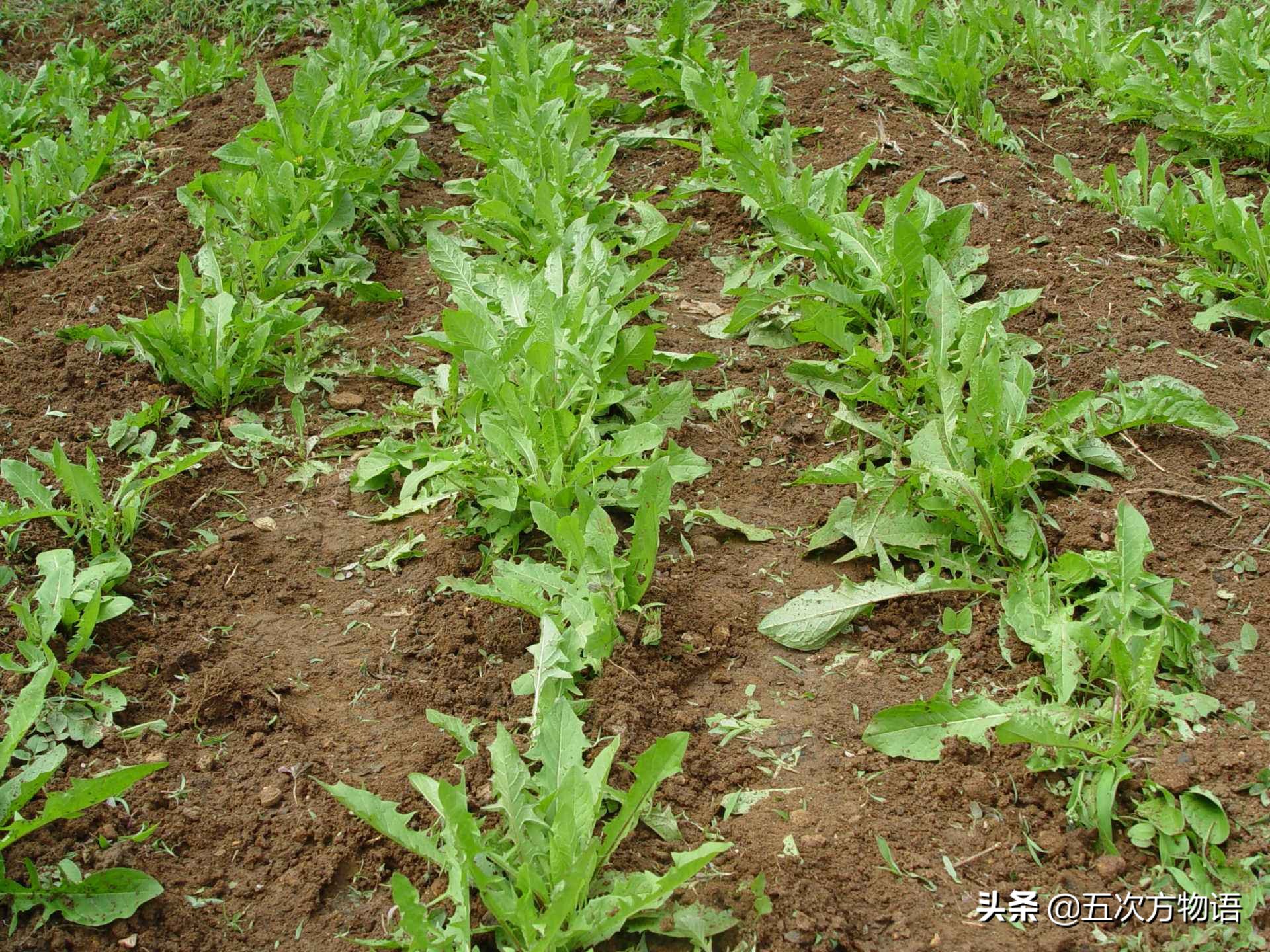 带你详细了解蒲公英,想了解一下蒲公英的图片