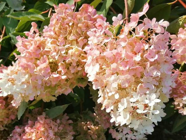 一棵绣球死了，花友找到花市老板理论，绣球也会“假死”不要放弃