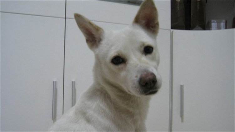 给狗驱虫狗为什么还会有跳蚤,给狗驱虫会导致拉稀吗