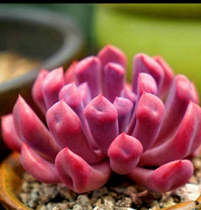 多肉爱神丘比特,多肉之象牙玉缀