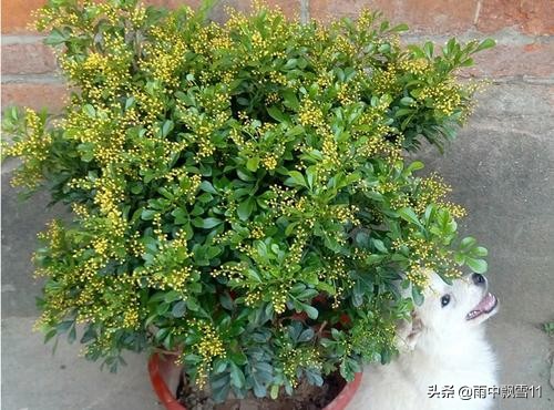 米兰花的养殖方法及管理技巧,米兰花养殖方法和注意事项