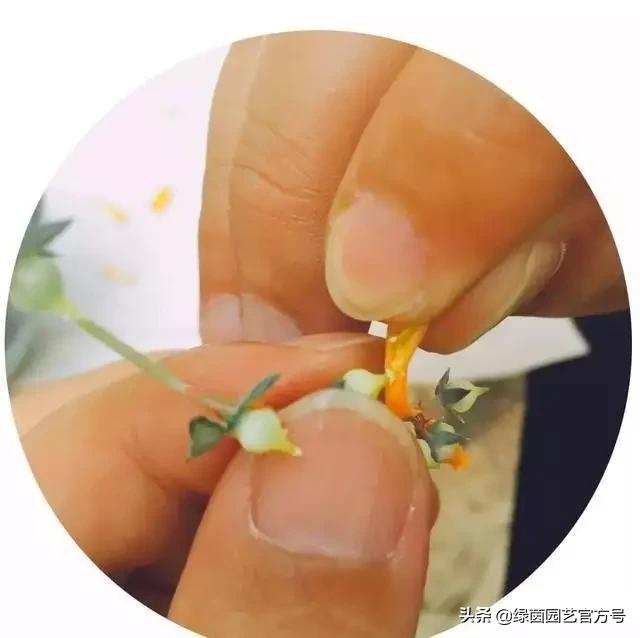 多肉开花怎么办呢,多肉开花的原因和解决方法