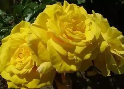 100种花的英文和花语是什么,100种花的花语以及送花礼仪分享