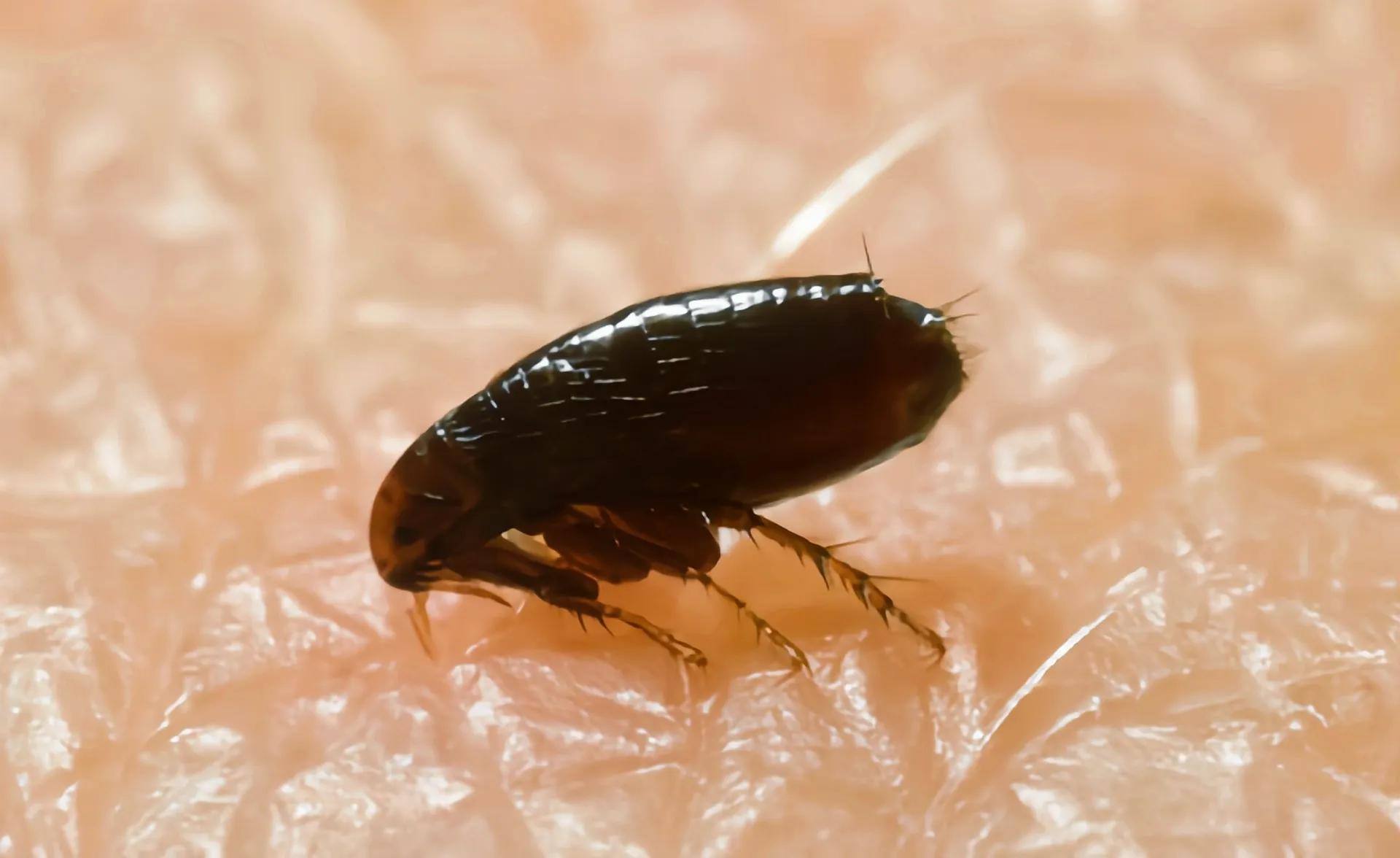 孩子蚊虫叮咬止痒药膏,蚊虫叮咬后眼睛肿怎么办